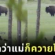 เด็กก็ยังเป็นเด็กอยู่วันยันค่ำ! ลูกหมีน้อยตื่นตาตื่นใจจนยืนสองขาตัวตรงปึ้ก เมื่อได้เห็น "ควายไบซัน" เป็นครั้งแรกในชีวิต ทำชาวเน็ตทั่วโลกใจละลาย