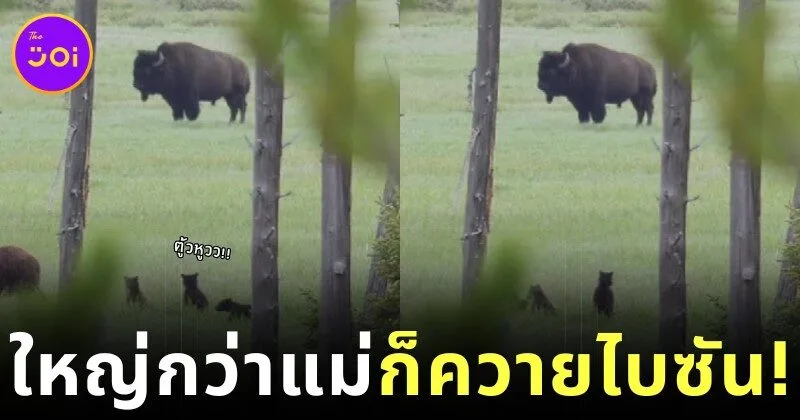 เด็กก็ยังเป็นเด็กอยู่วันยันค่ำ! ลูกหมีน้อยตื่นตาตื่นใจจนยืนสองขาตัวตรงปึ้ก เมื่อได้เห็น "ควายไบซัน" เป็นครั้งแรกในชีวิต ทำชาวเน็ตทั่วโลกใจละลาย