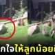 เผยคลิปไวรัล "แม่เสือดาวหิมะแอ๊บตกใจเว่อร์วัง" สอนลูกน้อยฝึกทักษะล่าเหยื่อแบบมือโปร