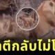 "ลูกใคร ๆ ก็รัก!" พ่อสิงโตตีก้นลูกน้อยหลังซุกซน แม่ไม่อยู่เฉย ลุกขึ้นมาจัดการสามีทันที!