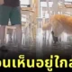 เผยคลิปสุดฮา! เจ้าหมาโกลเด้นตามหารองเท้าให้เจ้านาย สุดท้ายพบว่าอยู่ที่ "เท้าตัวเอง"