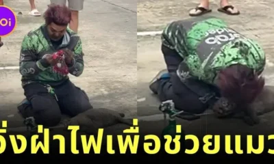 ชาวเน็ตสรรเสริญไรเดอร์ผู้กล้าหาญ วิ่งฝ่ากองไฟช่วยน้องแมวจากอาคารที่เกิดเพลิงไหม้
