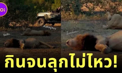 สิงโตกินเพลินปาก จนนอนพุงเต่งเป็น "ชูชก" ทำชาวเน็ตทั้งขำทั้งสงสารจนเป็นไวรัล!