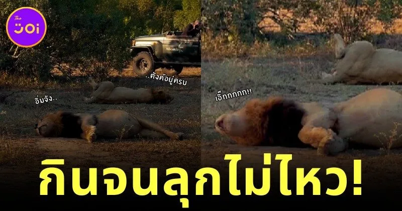 สิงโตกินเพลินปาก จนนอนพุงเต่งเป็น "ชูชก" ทำชาวเน็ตทั้งขำทั้งสงสารจนเป็นไวรัล!