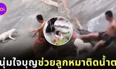 พระคุ้มครอง! ลูกสุนัขติดอยู่กลางน้ำตก โชคดีได้หนุ่มใจบุญลงมาช่วย จนถึงพื้นอย่างปลอดภัย