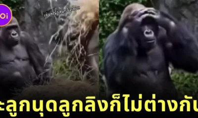 baby Gorilla mess with Mama Gorillas Bed