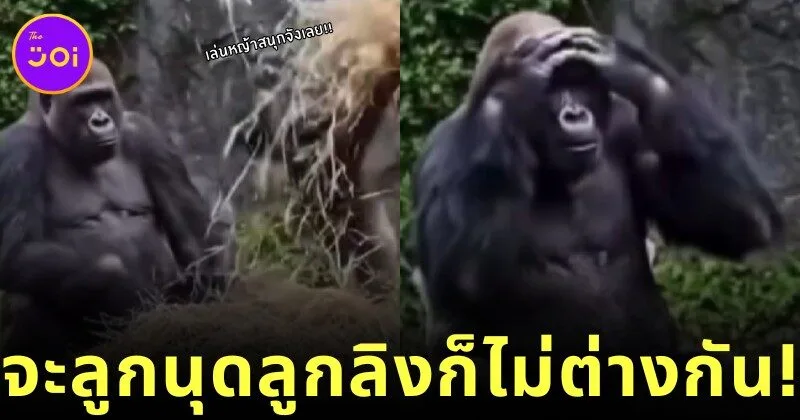 baby Gorilla mess with Mama Gorillas Bed