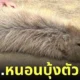 หมามะพร้าว คาปิบาร่ารีแลกซ์ หนอนบุ้ง