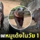 หมูเด้ง 1 ขวบ ลูกฮิปโปแคระ สวนสัตว์เปิดเขาเขียว