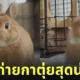 ภาพถ่ายกระต่าย กาตุ่ย น่ารัก usausausa1201