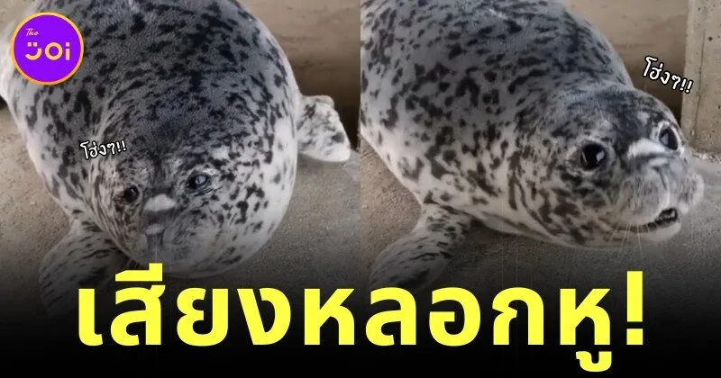 seal pup make a noise like a dog