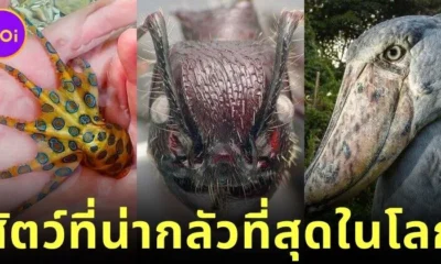 เผย 30 สัตว์โลกสุดสะพรึง จากการโหวตของแฟนเว็บไซต์ "Bored Panda"