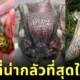 เผย 30 สัตว์โลกสุดสะพรึง จากการโหวตของแฟนเว็บไซต์ "Bored Panda"
