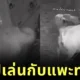 “เจ้าหมาใหญ่ใจมุ้งมิ้ง” แอบหนีออกจากบ้านทุกคืนไปหาเพื่อนแพะ ทำชาวเน็ตน้ำตาซึม!