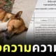 หนุ่มไทยแจ้งความตำรวจ หลังเห็นน้องหมานอนหลับอย่างมีความสุข ก่อนถูกเรียกมาตักเตือน