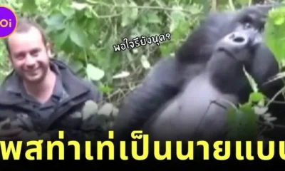 A clip has been released of a young gorilla showing off his handsome features behind a bush before posing for a photo looking like a famous model