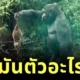 นี่มันตัวอะไร? เจ้าเมียร์แคทบุกรุกที่อยู่เจ้ากอริลลา ก่อนถูกจับได้และโยนออกไปราวกับจิ้งจก!
