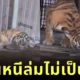 ลูกเสือแอบย่องเบาออกจากกรงหนีแม่ไปเที่ยว ก่อนถูกจับได้ ทำนักท่องเที่ยวที่ยืนเชียร์ทั้งขำทั้งสงสาร