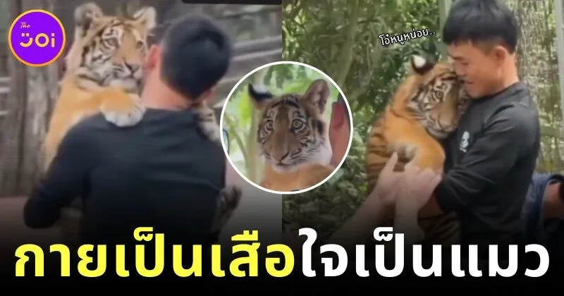ลูกเสือน้อยถูกเพื่อนบูลลี่บ่อย ๆ พี่เลี้ยงเลยต้องอุ้มโอ๋ตลอด เกิดเป็นภาพน่ารักจนกลายเป็นไวรัล