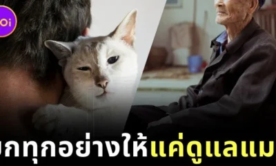 คุณปู่ชาวจีนวัย 82 ปี ประกาศยกมรดกทั้งหมดให้คนที่สัญญาว่าจะดูแลแมวอย่างดี หลังเขาเสียชีวิต