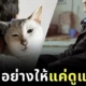คุณปู่ชาวจีนวัย 82 ปี ประกาศยกมรดกทั้งหมดให้คนที่สัญญาว่าจะดูแลแมวอย่างดี หลังเขาเสียชีวิต