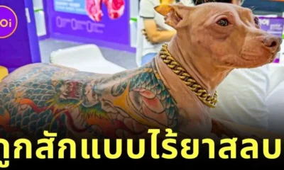 ชาวเน็ตวิจารณ์เดือด! เจ้าของสุนัขชาวจีนสักลวดลายทั้งตัวให้น้องหมาแบบไร้ยาสลบ ก่อนโดนตะเพิดพ้นงานแฟร์สัตว์เลี้ยง