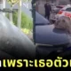 รถติดทั้งอำเภอเพราะเธอตัวเดียว! แมวน้ำช้างหนัก 2 ตัน นอนขวางถนนในแอฟริกาใต้ หลังจำทางกลับทะเลไม่ได้