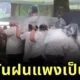 เมื่อปอนโจในสวนสนุกราคาแพง นักท่องเที่ยวรวมพลังใช้ให้คุ้ม เรียกเสียงฮาทั้งโซเชียล