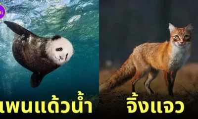 ภาพตัดต่อ Animal Hybrids สัตว์โลกผสมข้ามสายพันธุ์ Photoshop