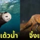 ภาพตัดต่อ Animal Hybrids สัตว์โลกผสมข้ามสายพันธุ์ Photoshop