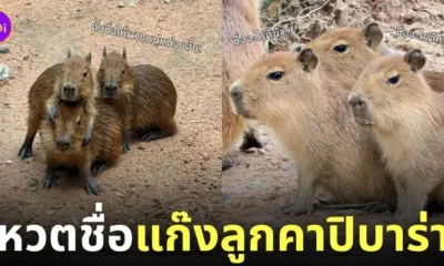 สวนสัตว์เปิดเขาเขียวชวนตั้งชื่อให้แก๊งลูกคาปิบาร่า