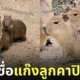 สวนสัตว์เปิดเขาเขียวชวนตั้งชื่อให้แก๊งลูกคาปิบาร่า