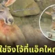 จิงโจ้นอนอวดกล้ามโต สวนสัตว์เปิดเขาเขียว