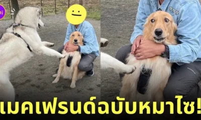 หมาไซบีเรียน เมคเฟรนด์ หมาโกลเด้น