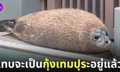 แมวน้ำลายจุด กุ้งเทมปุระ