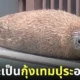 แมวน้ำลายจุด กุ้งเทมปุระ