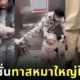 พาส่องรีแอคชั่นเมื่อเจ้าของหมาใหญ่และน้อง ๆ ต้องร่วมลิฟต์กับคนแปลกหน้า ทั้งฮาและน่าเอ็นดูแบบที่ทาสหมาเท่านั้นที่จะเข้าใจ!