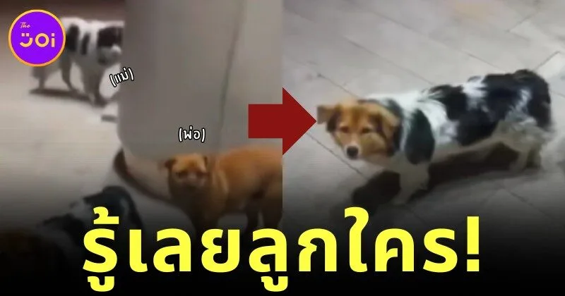 สาวจีนเห็นลูกหมาน่ารัก แต่พอเหลือบไปเห็นหมาอีกสองตัว ก็รู้เลยว่าน้องเป็นลูกใคร!