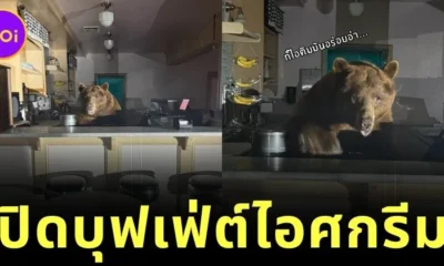 เจ้าหมีสายขนม! แอบย่องเข้าร้านไอศกรีม ก่อนจกกินจนอิ่มแล้วหลับคาร้าน สุดท้ายถูกจับได้
