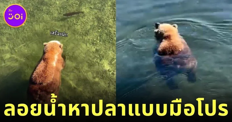 เจ้าหมีกริซลีลอยน้ำหาปลาแซลมอนแบบชิลล์ ๆ ดูน่ารักน่าเอ็นดูจนกลายเป็นไวรัล