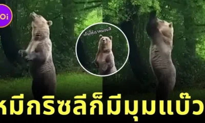 หมีกริซลีก็มีมุมแบ๊ว! เมื่อ "นุด" แอบถ่ายคลิปเจ้าตัวขนกระโดดคว้าแอปเปิ้ล จนคนดูหลงรักทั้งโซเชียล