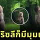 หมีกริซลีก็มีมุมแบ๊ว! เมื่อ "นุด" แอบถ่ายคลิปเจ้าตัวขนกระโดดคว้าแอปเปิ้ล จนคนดูหลงรักทั้งโซเชียล