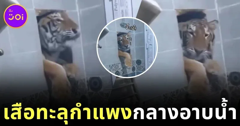 เจอแบบนี้มีผวา! ชายอินเดียยืนอาบน้ำ กลับเจอเสือพุ่งทะลุกำแพง ส่งสายตา "ขอเราอาบด้วยคนสิ"