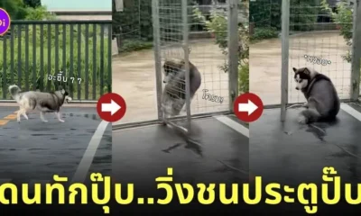 คลิปหมาไซบีเรียนวิ่งชนประตู TikTok