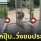 คลิปหมาไซบีเรียนวิ่งชนประตู TikTok