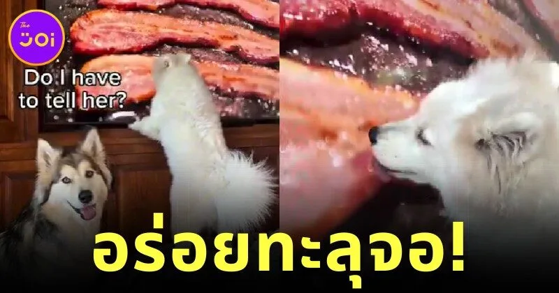 ใสซื่อเกินต้าน! เจ้าลูกหมาซามอยด์เห็นเบคอนบนทีวี เลยปีนขึ้นไปเลียจออย่างเอร็ดอร่อย