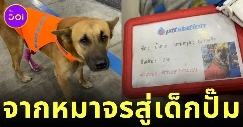 "เจ้าตาล" จากหมาจรจัดสู่พนักงานมีเงินเดือนแห่งปั๊มน้ำมัน เรื่องจริงที่อบอุ่นหัวใจคนทั้งประเทศ