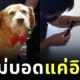 พาหาหมอแทบลมจับ! เจ้าของคิดว่าลูกหมาตาบอด สุดท้ายรู้ความจริงทำเอาฮาจนน้ำตาไหล