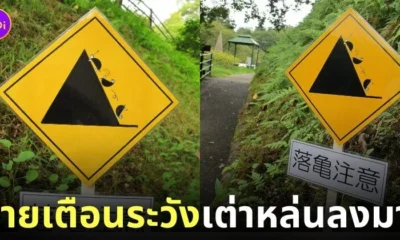 ป้ายเตือนระวังเต่าหล่นลงมา ญี่ปุ่น