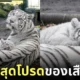 ภาพลูกเสือโคร่งขาวนอนทับบนตัวแม่